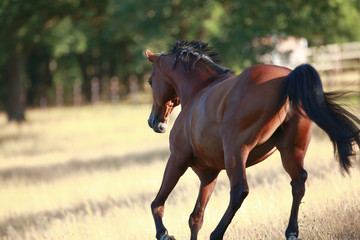 Horse gallops in portraits in the morning light and rages, photographed on the pasture from behind..