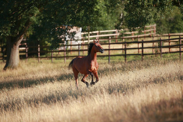 Horse gallops in portraits in the morning light and rages, in the pasture..