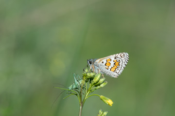 Hesperiidae / Sarı Bantlı Zıpzıp / / Pyrgus sidae
