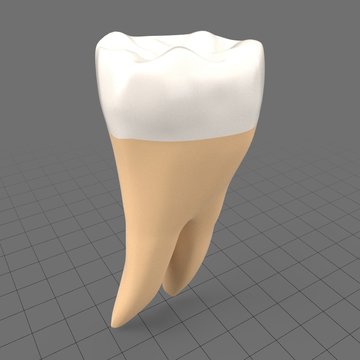 Stylized human first molar tooth