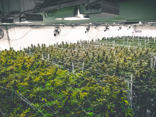 Big Warehouse Canopy of Full Grown Marijuana Plants Under Lights