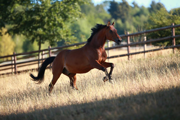 Horse gallops in portraits in the morning light and rages, in the pasture..