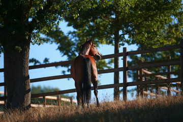 Horse in portraits in the morning light on the pasture in progress..