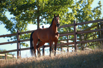 Horse in portraits in the morning light is tense and watching in the pasture..