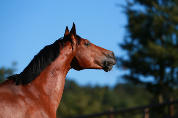 Horse in portraits in the morning light is whistling in the pasture..