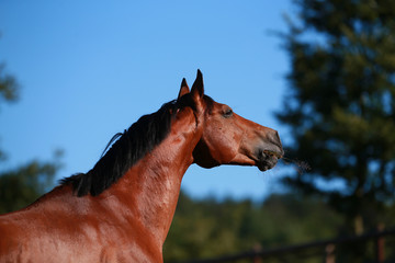 Horse in portraits in the morning light is whistling in the pasture..