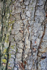 Baumrinde mit Efeu im Wald