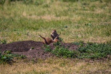 Fighting Prairie Dogs