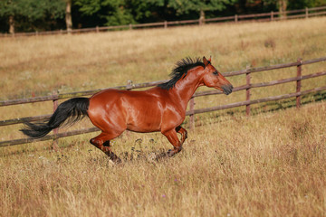 Horse gallops in portraits in the morning light and rages, in the pasture..