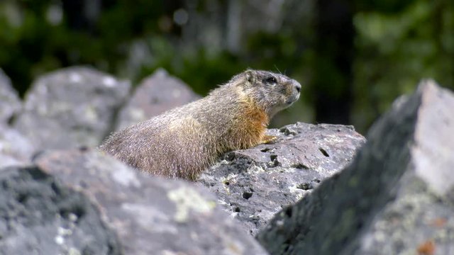 Yellowstone National Park - A cute yellow-bellied marmot sits upright as he scans the area around his den for danger