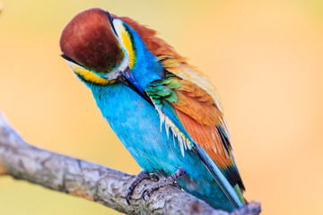bird of paradise cleans its feathers
