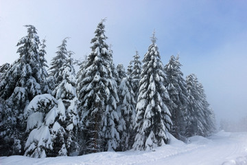 Fototapeta premium woodland with snow covered trees, change between fog and sunshine