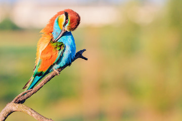 beautiful bird cleans feathers sitting on a branch