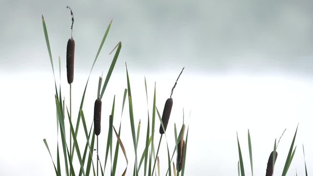 Early morning cattails on pond or lake with fog rising behind them