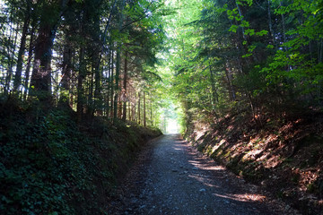 Verzauberter Waldweg