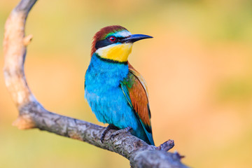 beautiful colored bird sitting on a branch on a sunny day