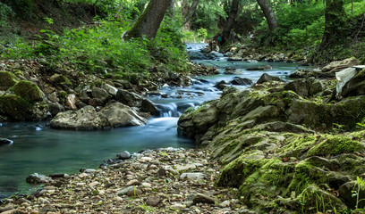 river in the forest