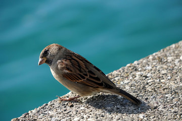 Ein Spatz am See