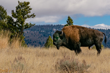 Portrait of a Large Bison