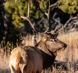 Portrait of an Elk