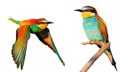 birds of paradise isolated on white background