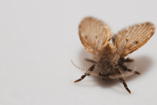 Macro Photography of Moth Fly on White Background