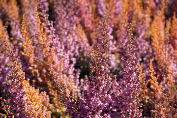 Fototapeta premium Rosa blühende Besenheide