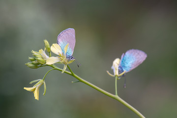 Lycaenidae / Karagözmavisi / / Glaucopsyche alexis