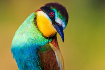 surprised look of a beautiful colored bird