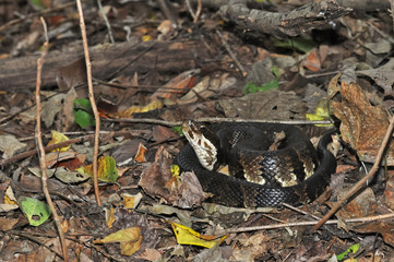 Cottonmouth snake coiled up on leaves