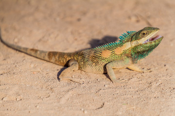 Indo-Chinese forest lizard (Calotes mystaceus) in Bagan, Myanmar