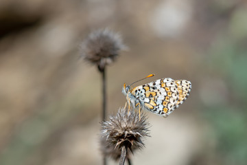 Nymphalidae / Benekli Büyük İparhan / / Melitaea phoebe