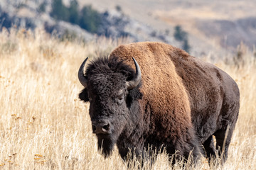 Portrait of a Bison