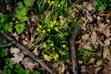 photo flowers in the forest