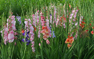 Blossom of colorful gladioluses