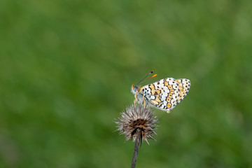 Nymphalidae / Benekli Büyük İparhan / / Melitaea phoebe