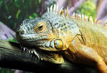 Portrait of green iguana lizard
