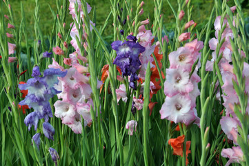 Blossom of colorful gladioluses