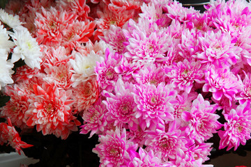 Chrysanthemums. Bouquet of flowers