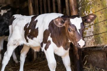 Animals in the stables.Photo of a little calf with mother of cow.The living creature on the farm.Village.