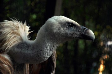 Photo of beautiful white had griffin in the zoo