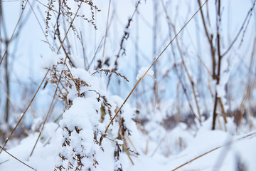 Spruce and trees with snow in the winter, snow Park. snow green tree.
