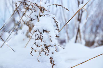 Spruce and trees with snow in the winter, snow Park. snow green tree.