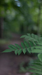 green leaves in forest