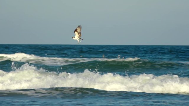 Osprey hawk snatching fish from ocean waves in slow-motion and flying away