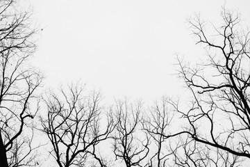 Tree branches isolated on the white background, with space for inscription