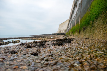 Seaweed on rocks at the beach