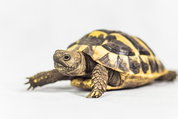 Single Hermans Tortoise isolated on white background