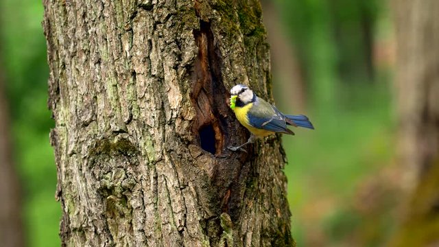 Eurasian blue tit (Cyanistes caeruleus) feeding chicks in nest
