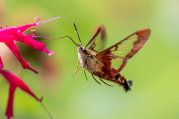 Hummingbird Moth
